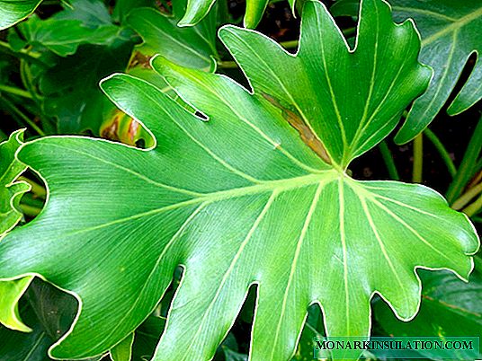 Philodendron: përshkrimi, llojet, kujdesi dhe gabimet e shpeshta në të