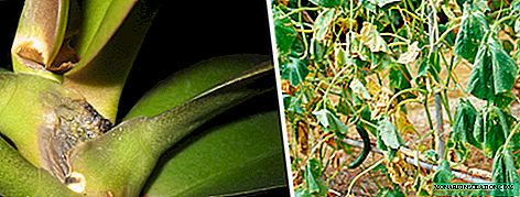 Fusarium փակ և պարտեզի բույսեր. Նշաններ և բուժում