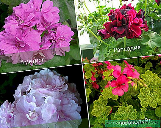 Amplified geranium: beskrywing, plant, versorging