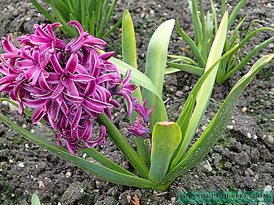 Hyacint: plant en versorg in die oop grond