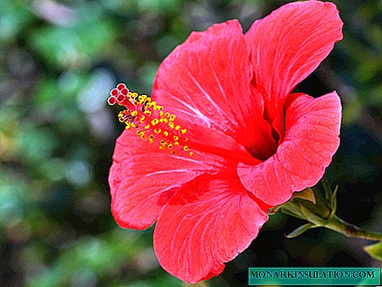 Hibiscus یا چینی گلاب: گھر کی دیکھ بھال
