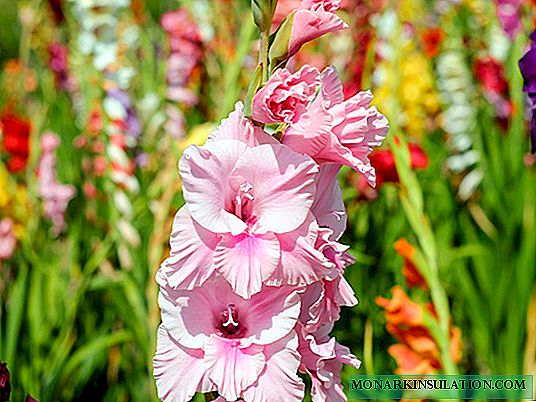 Gladiolus: ihe banyere ahihia na ileba anya na mbara ala