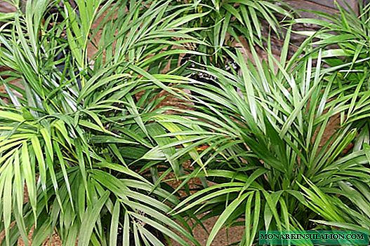 Chrysalidocarpus: panjelasan, selok-belok perawatan ngarep