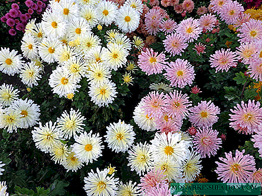 Meerjarige Chrysanthemum-tuin: beskrywing, variëteite, plant en versorging