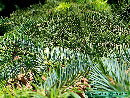 Conifers: jeneng kanthi deskripsi lan foto