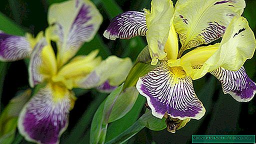 Irises: لینڈنگ ، دیکھ بھال