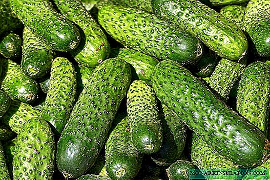 Yadda ake adana ɓoyayyen cucumbers
