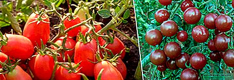 Si kemi mbjellë fidane domate në tokë këtë maj