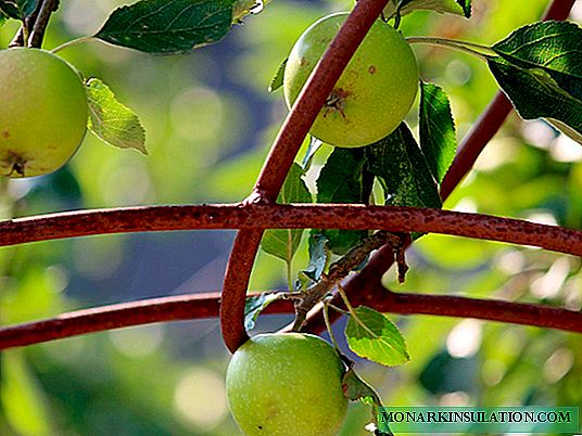 Како самостојно да растеме јаболкница од семе, семе, гранка