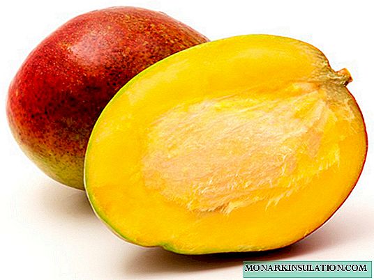 Како да растат манго од семе: карактеристики на садење
