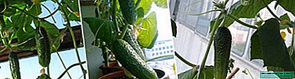 Hoe komkommers op die balkon en venster gekweek word