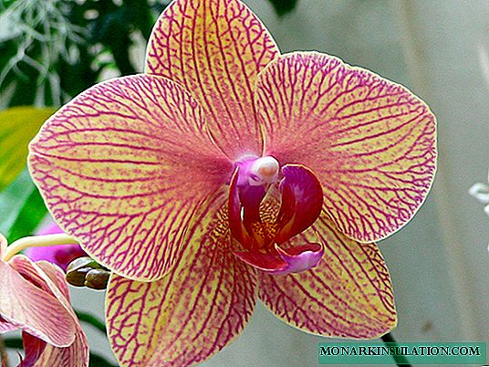 Yuav ua li cas kom loj hlob noj qab nyob zoo Phalaenopsis Orchid: Cov Lus Qhia Saib Xyuas