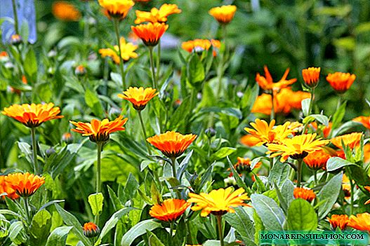 Calendula - marigolds: lloje, varietete, mbjellje dhe kujdes