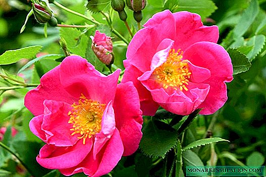 Mga rosas sa Canada: mga varieties na may mga larawan at paglalarawan