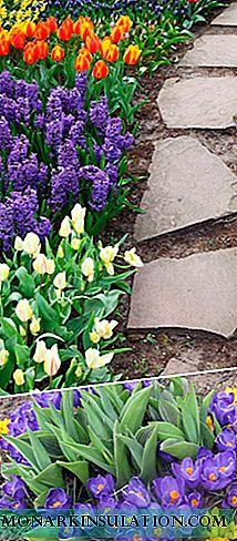 Tulips, daffodils, crocuses, hyacinths, grouse ၏မီးသီးများကိုတူးရန်