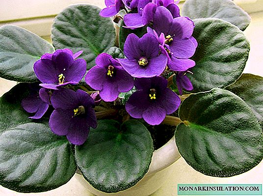 Indoor violet (Saintpaulia): mafotokozedwe, mitundu yambiri, nsonga zosankhidwa, chisamaliro