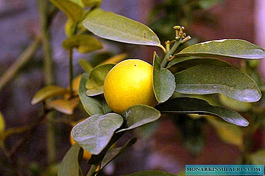 Lemon n'ime: ịkụnye na ilekọta