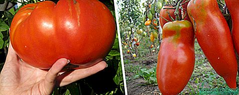 टोमॅटो ग्रीनहाऊस आणि खुल्या ग्राउंडसाठी मोठ्या प्रमाणात
