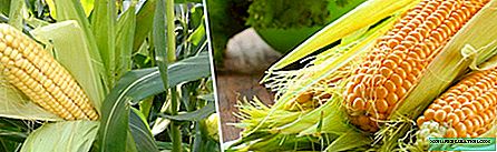 Пченка: сорти и карактеристики на одгледување за различни региони