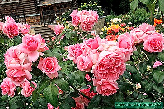 Roses frutice: descriptio genera varietates propria cura