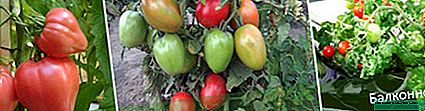 Déi bescht Sorten vun Tomaten déi net Prise brauchen
