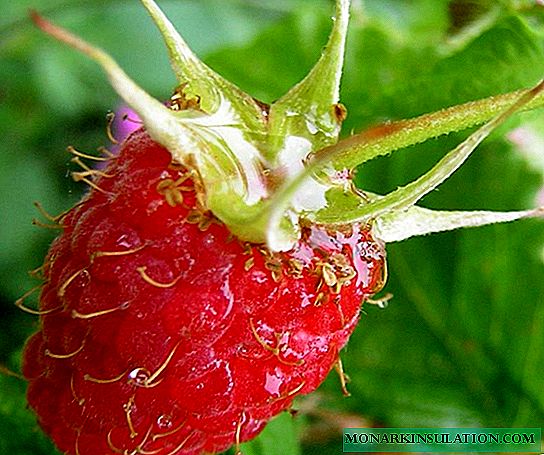Raspberry: çandin, heramandin, lênêrîn, feyd û zirarê