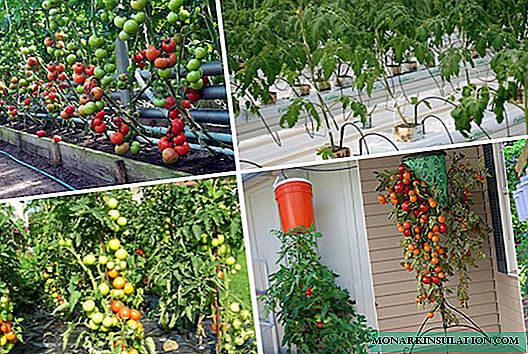 روش های رشد گوجه فرنگی با دستورالعمل های مرحله به مرحله