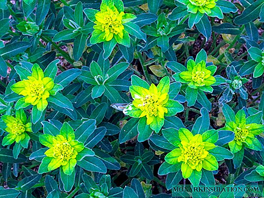 Euphorbia jaden: plante ak swen