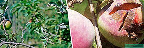 Poeieragtige skimmel op 'n appelboom: oorsake en beheermaatreëls