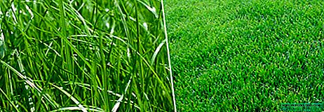 Bluegrass: species sa lawn, ang ilang paghulagway, aplikasyon, bahin sa pagpananom