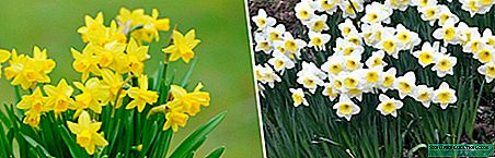 Narcissus: lus piav qhia, tsaws, tu
