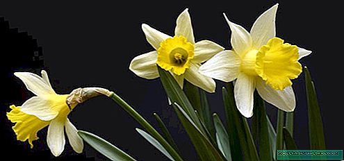 Daffodils sa usa ka kolon: pagtanum ug pag-atiman