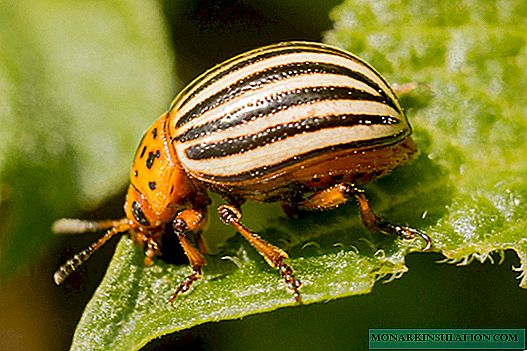 Remedios populares para escaravello de pataca de Colorado