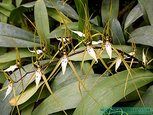 Orchid Brassia: apejuwe, awọn oriṣi ati awọn oriṣi, itọju