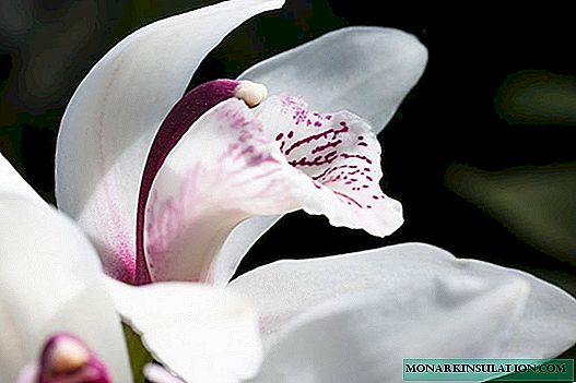Orchid cymbidium: danûstandin, celeb, lênêrîn