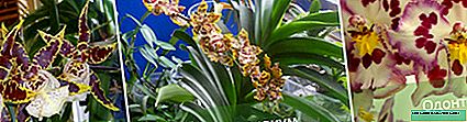 Орхидея Камбрия: тавсиф, намудҳо, хусусиятҳои нигоҳубин