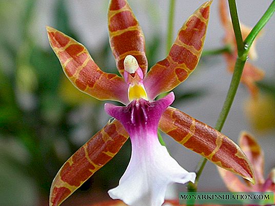 Orchid miltonia: tlhokomelo, ho lema