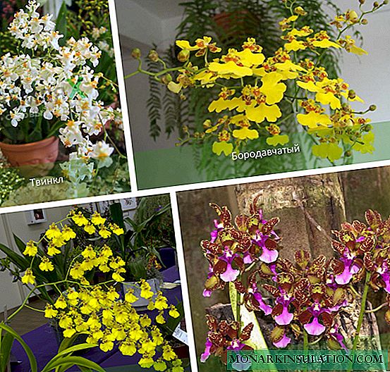 Oncidium orkide: varietete, kujdes shtëpiak