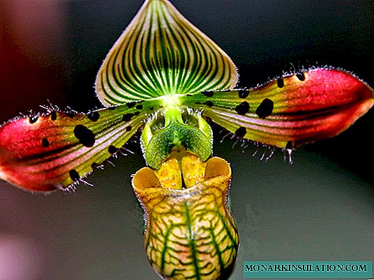 Orkidea Venus zapatila edo papiopedilum: deskribapena, arreta