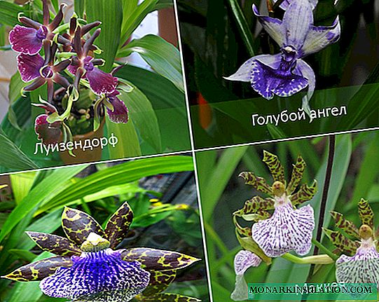 Zygopetalum orhideja: opis, vrste, njega u kući