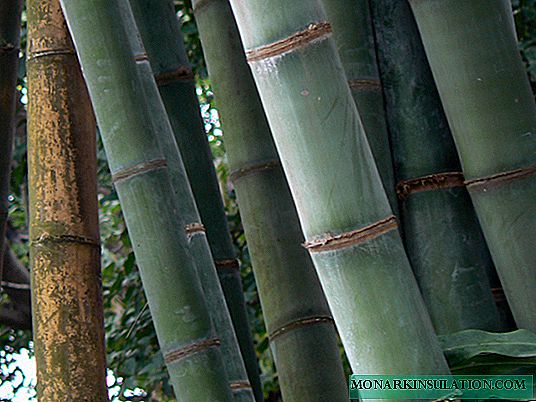 Taybetmendiyên mezinbûna bamboo li Rûsyayê
