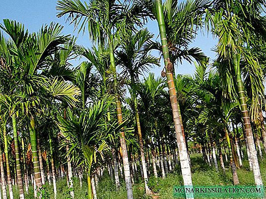 Palm Areca: deskrizzjoni, tipi, kura fid-dar