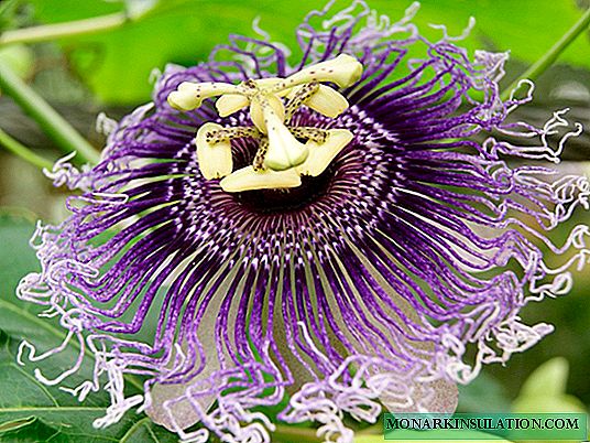 Passiflora: beskrywing, plant en versorging