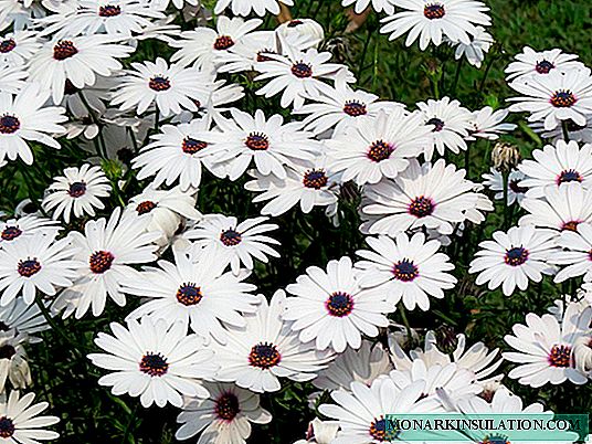 Pyrethrum (Dalmatian daisy): sharraxaad, abuur, daryeel