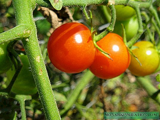 Tomato Tomato n'ụlọ