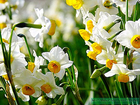 Dasa daffodils a cikin kaka: lokacin da kuma yadda za a shuka