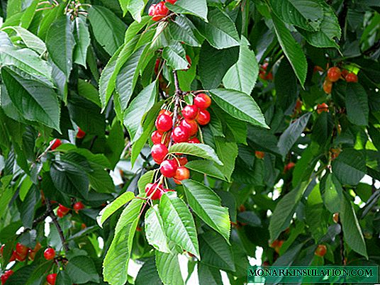 Kupanda cherries katika vuli: maagizo ya hatua kwa hatua