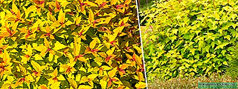 Bubbleweed Kalinifolia varyantên Nugget