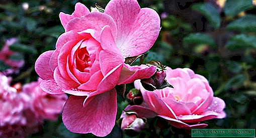 Rosae hortum, species et varietates plantabant cura