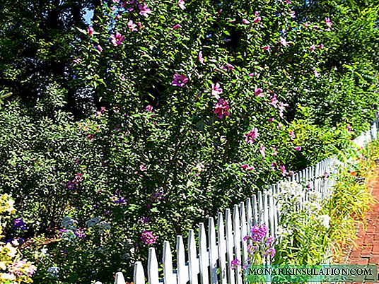 Garden Hibiscus: Karatteristiċi tal-Kura